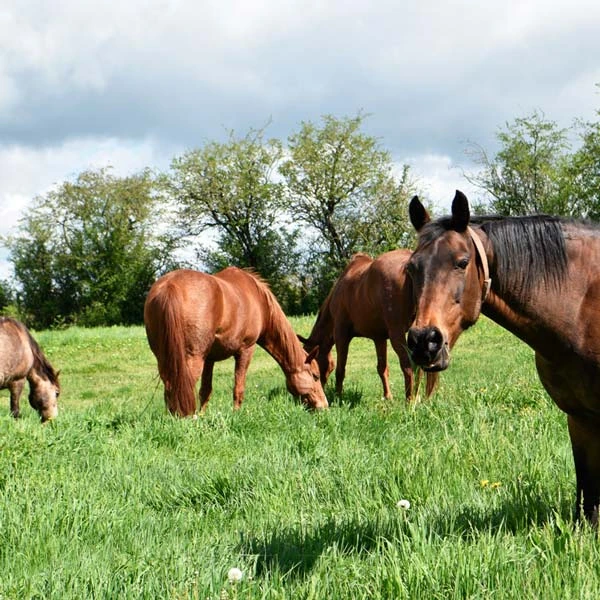 Pension pour chevaux à {{ville}}, {{dept_name}}
